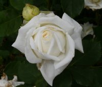 jan-pawel-iibagatelle-835