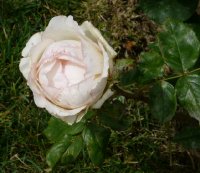la-rose-optymiste-bagatelle-919