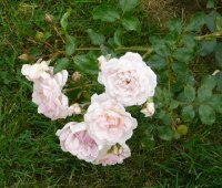 lovely-meilland-bagatelle-890
