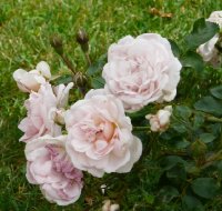 lovely-meillandbagatelle-891
