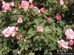 childs-play-the-dow-gardens-bugwoodorg.jpg