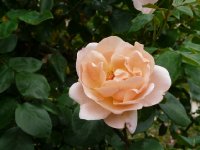 opaline-clg-bagatelle-778