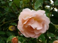opaline-clg-bagatelle-779