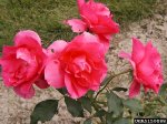 country-dancer-the-dow-gardens-bugwoodorg.jpg