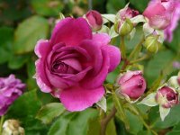 purple-eden-bagatelle-852