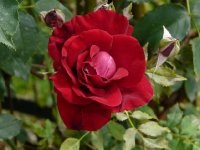 red-parfum-bagatelle-932