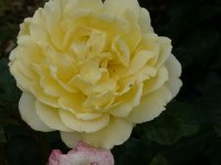 sunstar-bagatelle-819