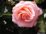 cherish-the-dow-gardens-bugwoodorg.jpg
