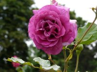 violette-parfumee-bagatelle-983