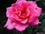 capistrano-the-dow-gardens-bugwoodorg.jpg