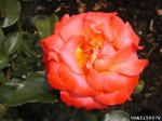 cathedral-the-dow-gardens-bugwoodorg.jpg