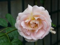 amaretto-237