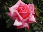 charlotte-armstrong-the-dow-gardens-bugwoodorg.jpg