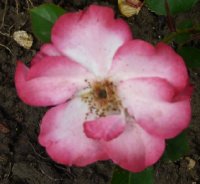 betty-boop411