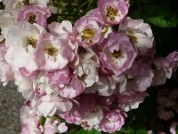 blush-rambler-cant-139