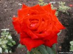 christian-dior-the-dow-gardens-bugwoodorg.jpg