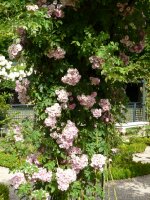 blush-rambler-cant140