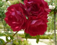 carla-fineschi-580