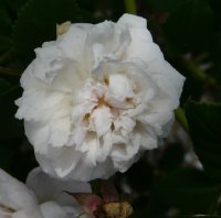 caroline-marniesse-368