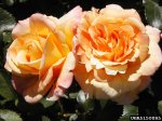 circus-the-dow-gardens-bugwoodorg.jpg