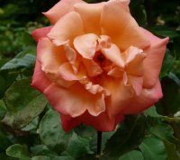 christopher-colomb465