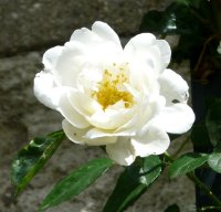 city-of-york-513