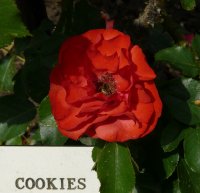 cookies-582