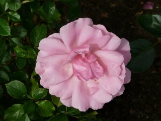 cote-jardin-389