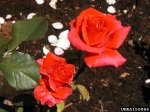 comanche-the-dow-gardens-bugwoodorg.jpg
