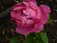 duchesse-de-galiera-380