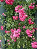 excelsa-207_0