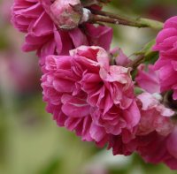 excelsa-609