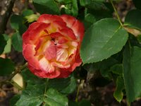 folichonne-587