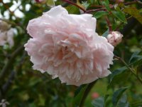 francois-juranville-606