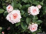 cupcake-the-dow-gardens-bugwoodorg.jpg