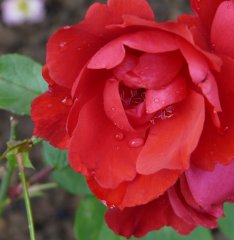 gertrude-wesphal-265