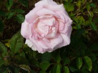grand-siecle-547