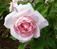 grand-siecle-548