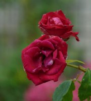 guirlanda-fleurie-638