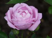 hermosa-bengale363