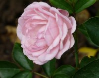 jardins-de-valloires-436