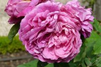 jeanne-sury-382