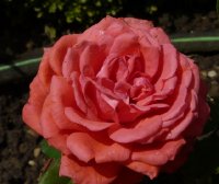jolie-madame-461
