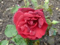 josephine-bruce-262