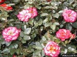 debut-the-dow-gardens-bugwoodorg.jpg