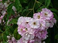 lubilee-loubert-651