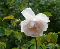 madame-alfres-carriere-631