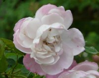 madame-pierre-oger-453