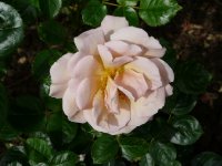 martin-des-senteurs-391