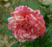 michele-larouque-627_0